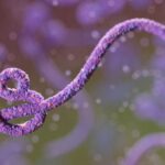 zaire ebolavirus infection