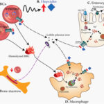 zidovudine-induced anemia