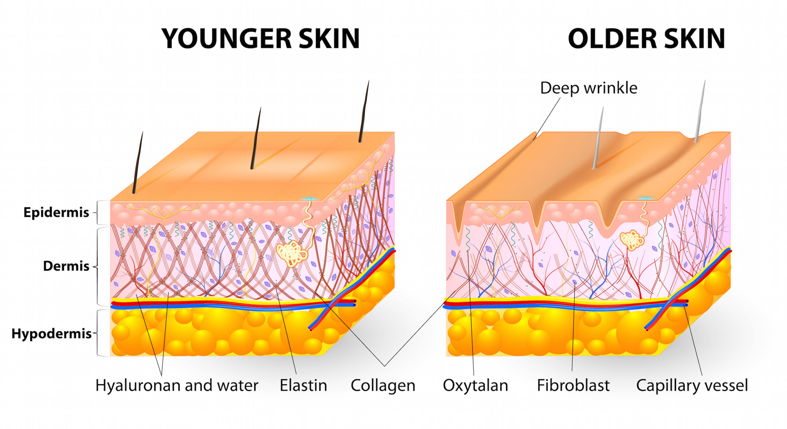 collagen supplement effectiveness