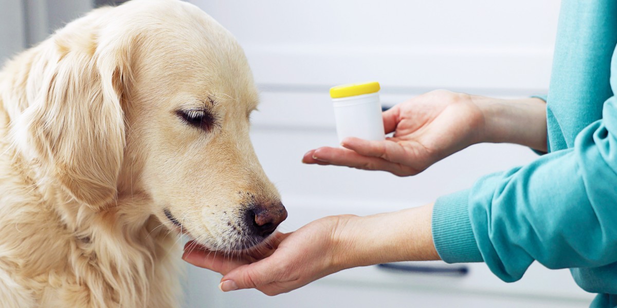 Pain Relief Meds for Dogs