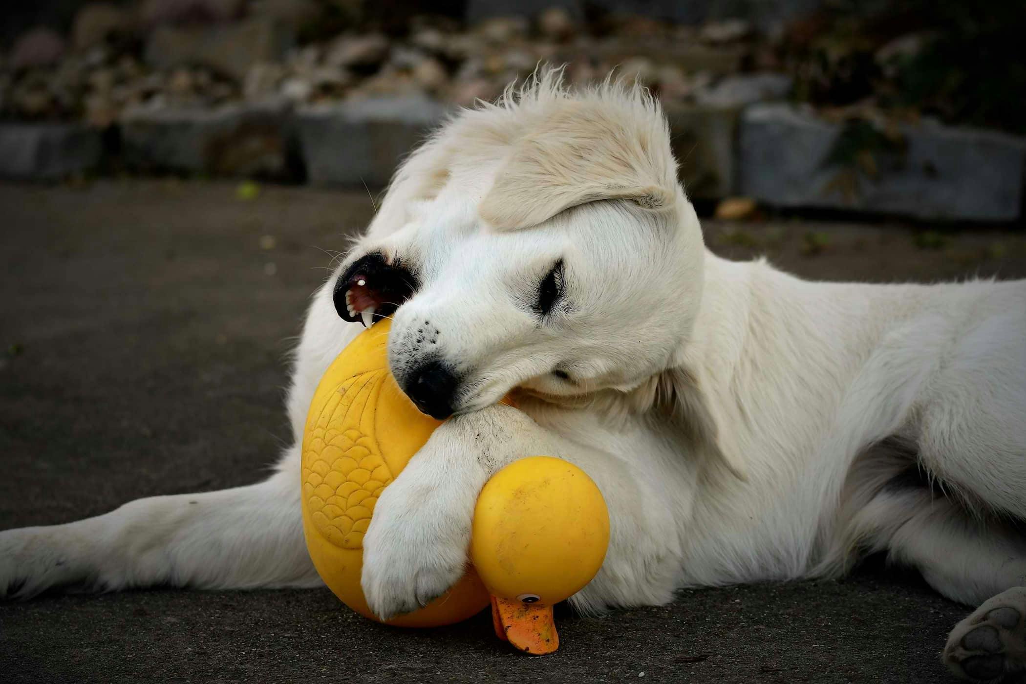 Natural Pain Relief for Dogs
