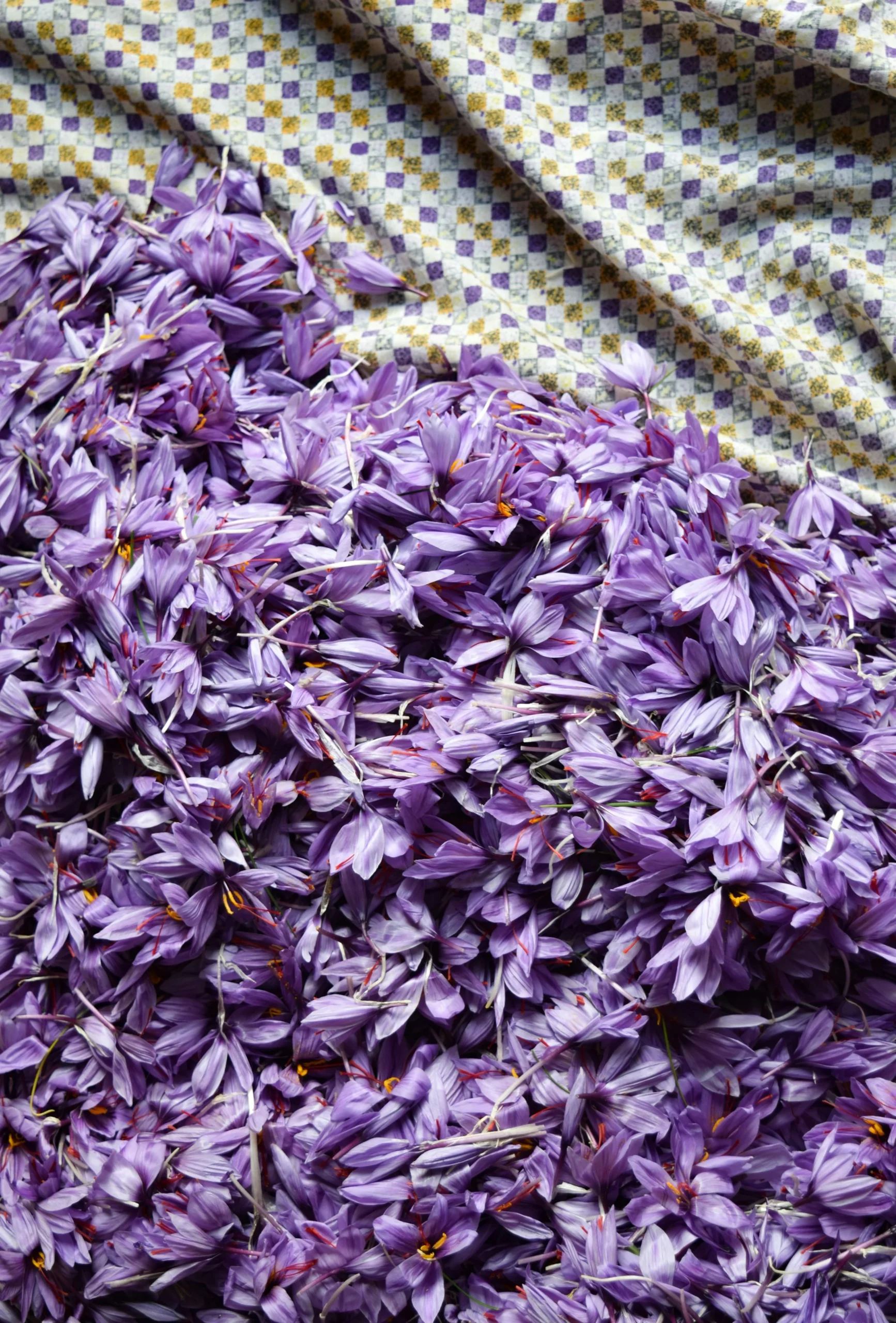 Saffron’s Potential in ADHD Management