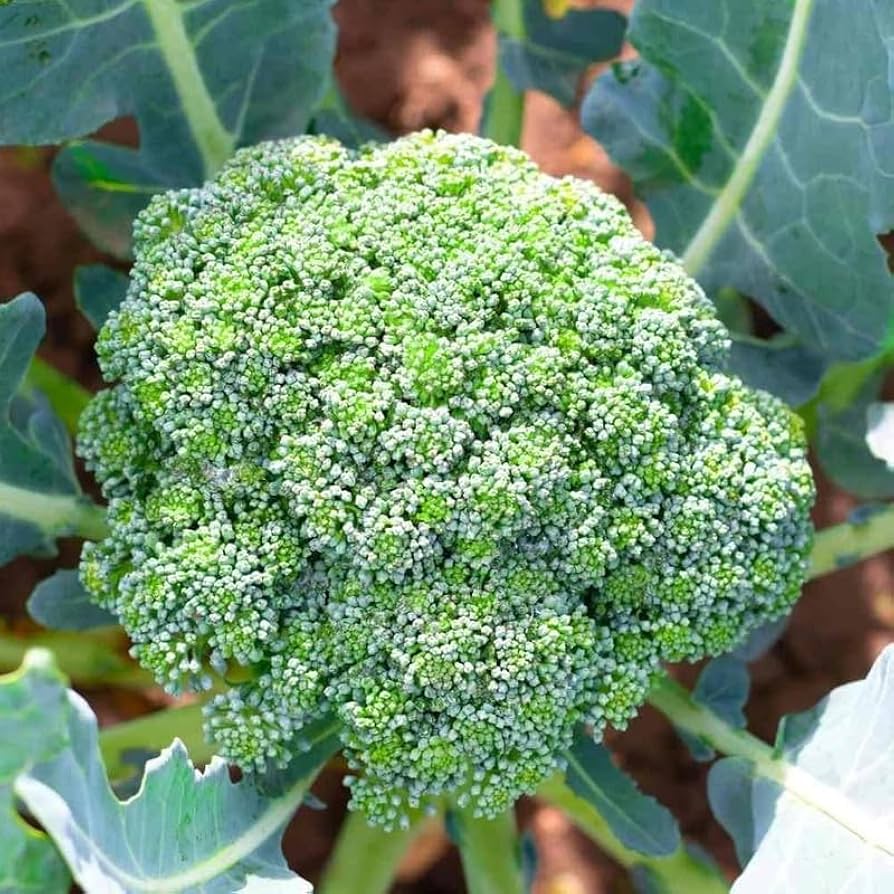 Where to Buy Broccoli Sprouts