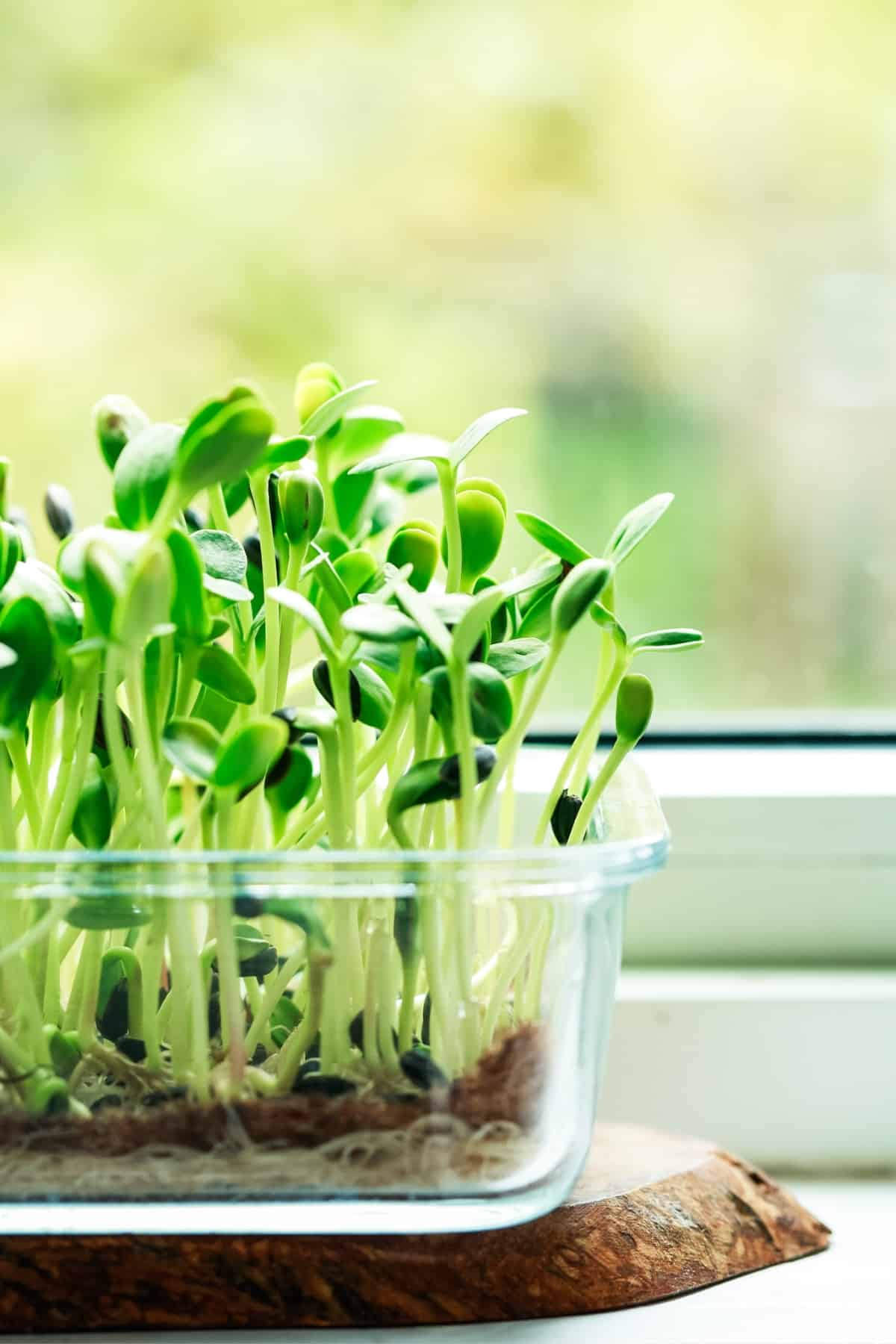 how to Grow Sea Moss Gel Sprouts