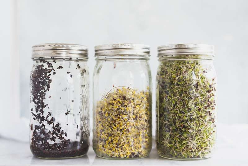 how to grow broccoli sprouts