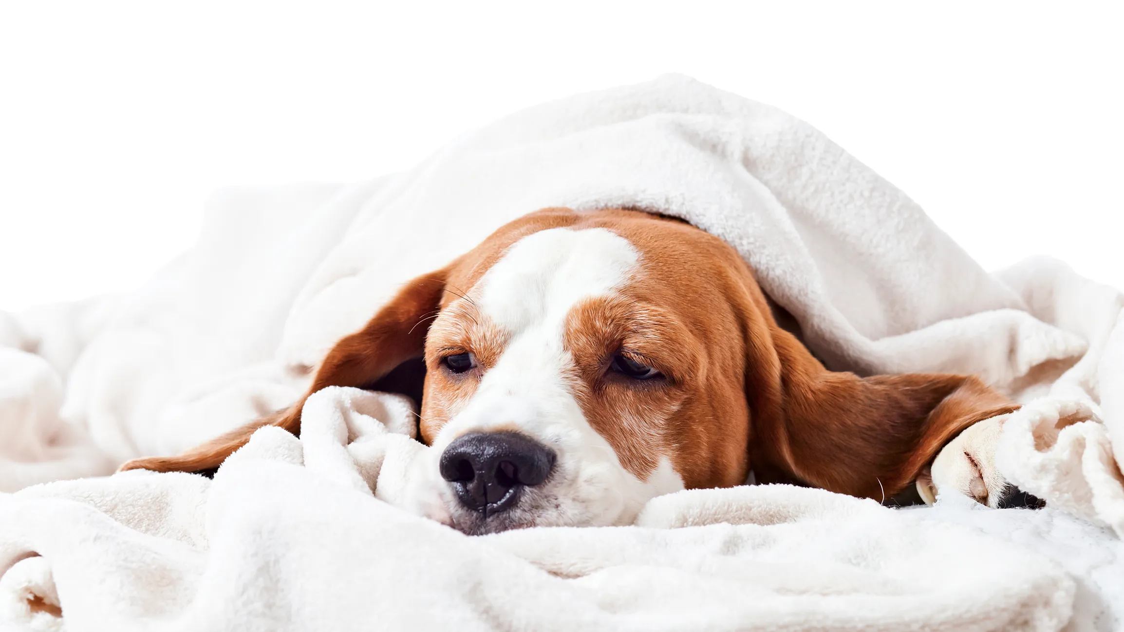 pain relief for dogs petsmart
